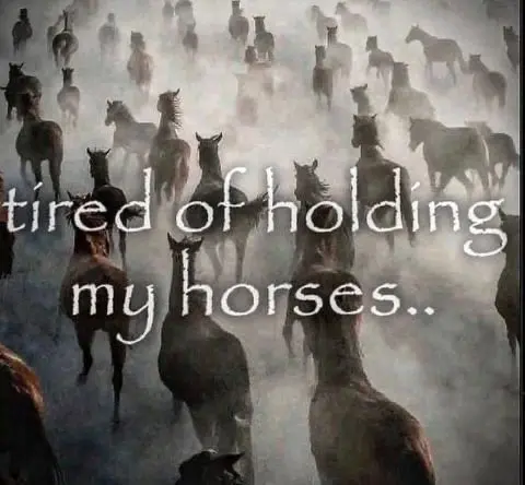 horses going somewhere... text in papyrus font saying tired of holding my horses.